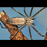 Euprosthenopsis vuattouxi